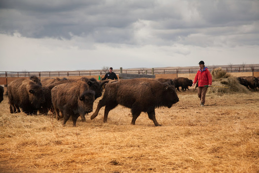 American Prairie Reserve's donation of bison meat to the Montana Food Bank Network is coming at time when some meat processors are closed due to COVID-19 (Mike Quist Kautz/APR)