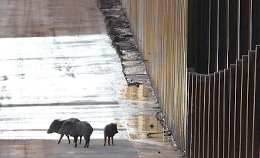 A javelina family trapped by a border wall in Arizona. (Matt Clark/Defenders of Wildlife)