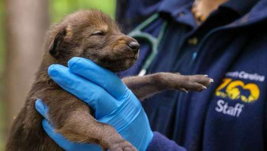This red wolf pup, just a few days old, was born April 21 at the North Carolina Zoo. (North Carolina Zoo)