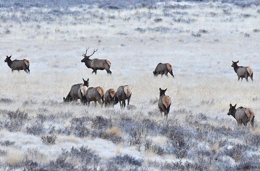 Conservation groups say a new report is a testament to decades of work by Colorado's wildlife managers documenting the behavior of the state's big-game species. (Valles Caldera/Flickr)