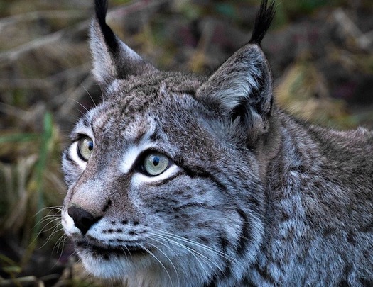 Critics say a U.S. Forest Service proposal for logging in the Medicine Bow National Forest will destroy habitat for the imperiled lynx and the elusive pine marten, a small forest carnivore in the weasel family. (Pixabay)