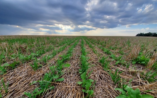 Supporters of conservation practices, such as cover crops, are hoping to convince more farmers to incorporate them into their operations as market challenges persist. (Adobe Stock)