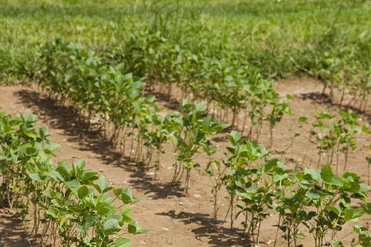 Soil conservation practices can help soybeans and other crops become more resilient to extreme weather. (USDA/Flickr)