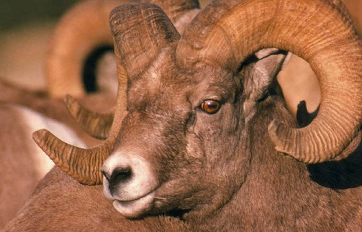 Nevada's Desert National Wildlife Refuge, largest in the lower 48 states, is home to desert bighorn sheep and other wildlife. (fws.gov)