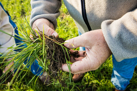 Ohio Farmer Dennis Reer checks his cover crop for soil health. (David Ike/The Nature Conservancy)