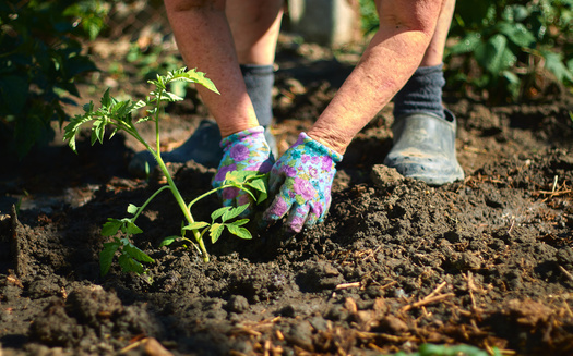 Nutrient management, cover crops and alternative tilling are key components of farmer conservation practices, and supporters say these efforts could create a new wave of jobs in the agriculture sector. (Adobe Stock). 