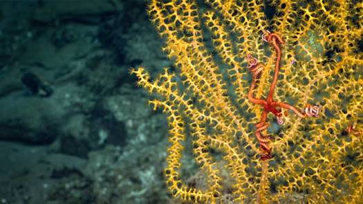 The Northeast Canyons and Seamounts Marine National Monument is one of only five marine national monuments in U.S. waters. (NOAA Office of Ocean Exploration and Research)