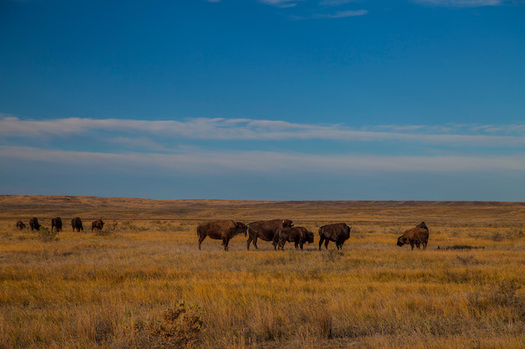 There are more than 800 bison in the American Prairie Reserve's conservation herd. (Dennis J. Lingohr/American Prairie Reserve)