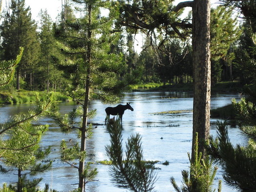 More aspen in Caribou-Targhee National Forest is expected to improve the habitat for ungulates, like moose. (Cathey Hardin/US Forest Service)