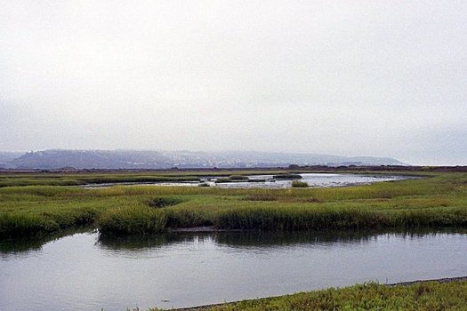 The Tijuana River Estuarine Research Reserve offers midday online programs on a different topic every Tuesday. (Osbomb/Flickr)