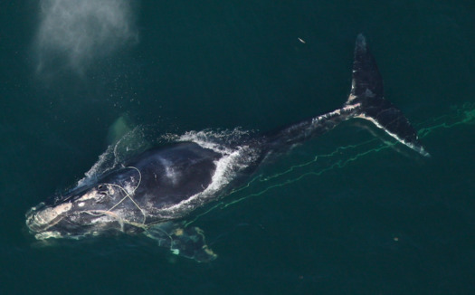 People who catch lobster for a living have opposed tighter regulations on fishing gear, even though some of the gear jeopardizes critically endangered North Atlantic right whales. (NOAA)