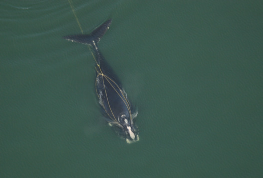 Some types of fishing gear ensnare critically endangered North Atlantic right whales, which number fewer than 400. (Fla. Fish and Wildlife Conservation Commission, NOAA Research Permit #594-1759)