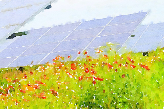 To benefit pollinators, the Giant Co.'s new solar farm has been seeded with flowering plants throughout the site. (Center for Pollinators in Energy)