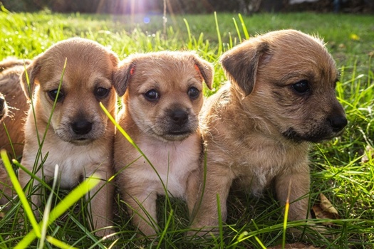 It's estimated that one female dog and her puppies can result in the births of 67,000 dogs in just six years. (Adobe Stock)