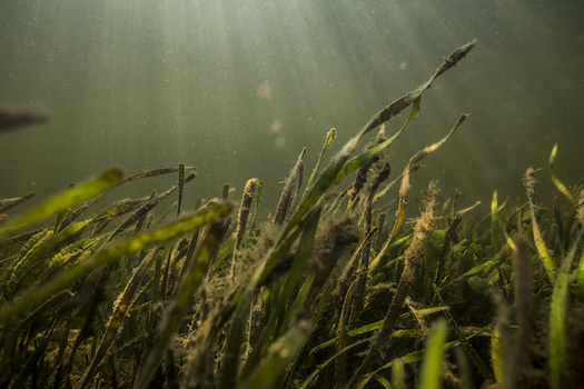 Light shines through the water onto seagrass along Florida's Nature Coast. (Charlie Shoemaker)