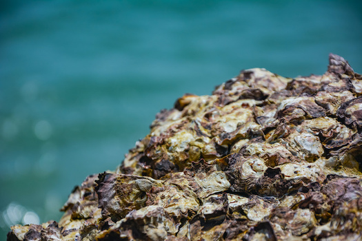 Federal funding for coastal resilience could help restore the oyster reefs that once protected New York shoreline. (kidsasarin/Adobe Stock)