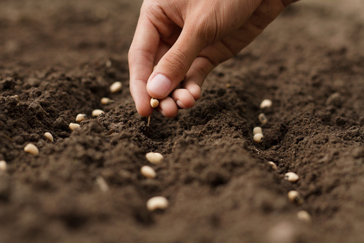 The coronavirus pandemic has prompted many North Carolina residents to start their own gardens.(Adobe Stock)