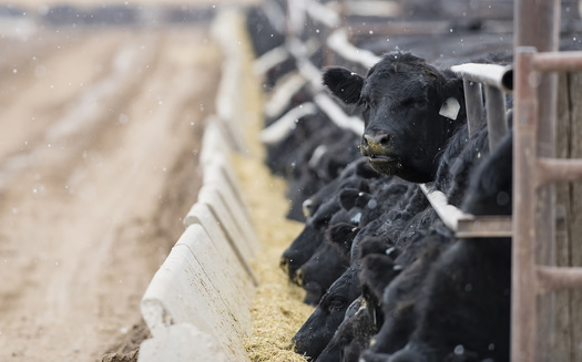 An analysis of data from the 2017 USDA Census of Agriculture estimates that 99% of U.S. farm animals are located on factory farms. (Adobe Stock)