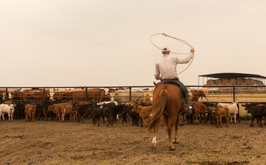 Suspicions of price-fixing within the beef industry have been around for years but have intensified in 2020, leading to federal investigations. (Adobe Stock)