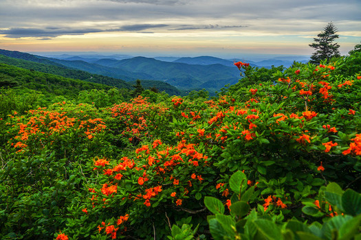 The Roan Highlands in North Carolina is a conservation focus area of the Southern Appalachian Highlands Conservancy. (Travis Bordley)