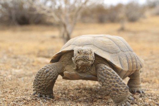 Nevada's Desert National Wildlife Refuge is home to the Sierra Nevada Bighorn Sheep, and the endangered desert tortoise. (refugeassociaiton.org)