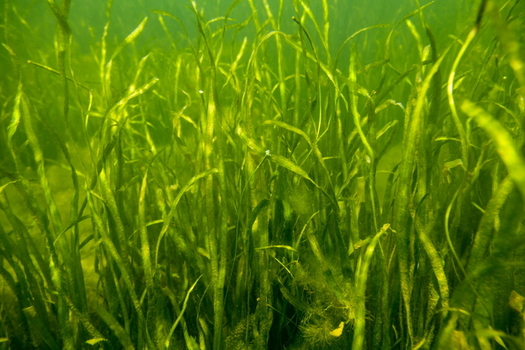 A new House bill could provide funding to help restore the Chesapeake Bay's extreme seagrass loss over the past year. (Chesapeake Bay Program)