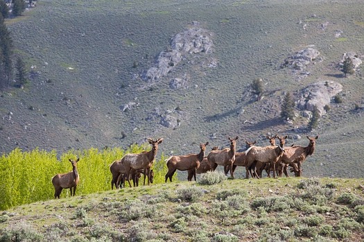 As of February 2020, chronic wasting disease has been identified in 31 of 37 (84%) Wyoming mule deer herds, and 9 of 36 (25%) elk herds in Wyoming. (Skeeze/Pixabay)