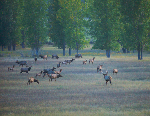 American Prairie Reserve is holding an online drawing for elk hunting on one of its deeded properties this fall. (Gib Myers/APR)