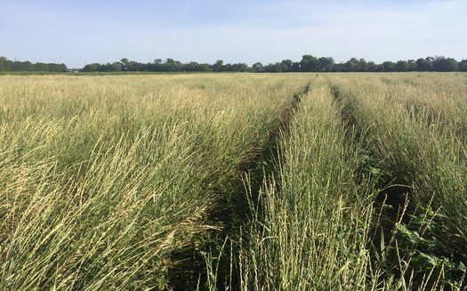 In addition to environmental benefits, supporters of Kernza, an alternative grain crop, say it also could help reduce farm labor costs. (michaelfields.org)