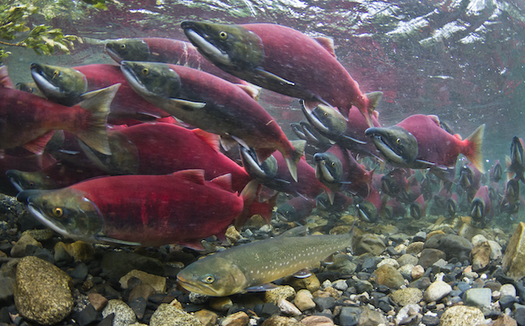 The sockeye salmon runs of Bristol Bay, Alaska, are world-renowned. (BB Armstrong/The Nature Conservancy)