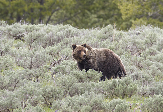 The Grizzly Bear Advisory Council will submit its final recommendations to Gov. Steve Bullock at the end of August. (Jim Peaco/Yellowstone National Park)
