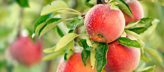 Only 15 varieties make up 90% of apple production, according to the U.S. Apple Association. (Mariusz Blach/Adobe Stock)