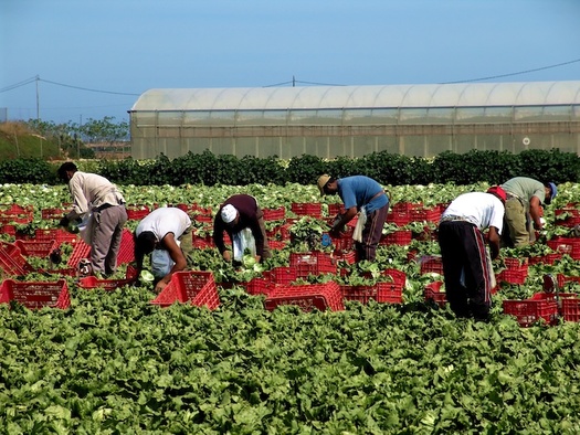 Since 2016, the number of U.S. farms relying on H-2A visa guest workers has increased. (Adobe Stock)