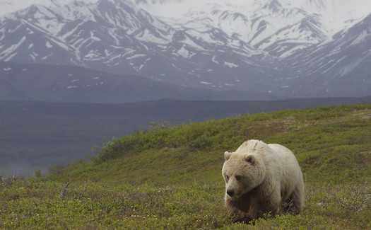 Culling mountain goats in Grand Teton National Park is scheduled for mid-September through mid-November, when grizzly bears are in hyperphagia, a period of increased calorie intake in preparation for hibernation. (Gregory Smith/Flickr)