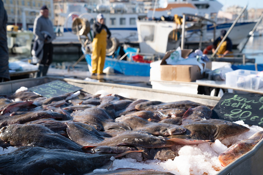 Catches of key fish stocks off the North Carolina coast have decreased by 75% or more depending on species. (Adobe Stock)