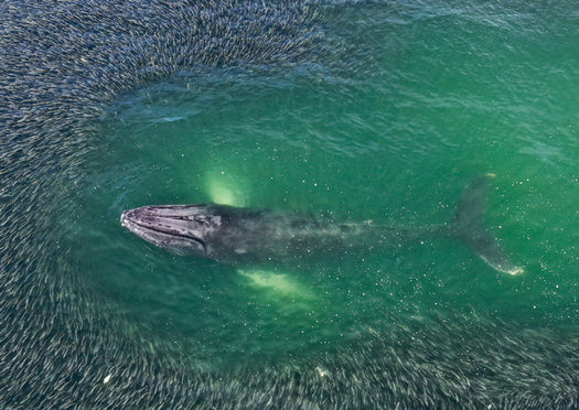 A humpback whale feeds in a school of menhaden off the coast of eastern Long Island. (Sutton Lynch/The Nature Conservancy) 