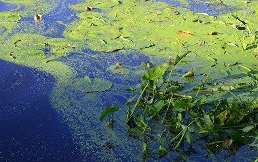 Colorado's headwaters, alpine and urban lakes are experiencing increased outbreaks of toxic algae, and wildlife decline. (Eyeimage/Pixabay)