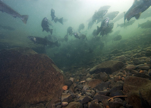 Salmon run numbers continue to plummet in the Columbia River basin. (Oregon Dept. of Fish & Wildlife/Flickr)