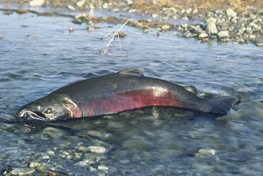 Salmon species are struggling to return to their Idaho breeding grounds because of overly hot water in rivers of the Columbia River Basin. (Bureau of Land Management/Flickr)