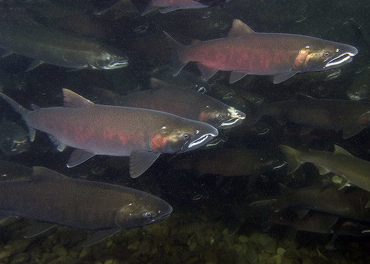Temperatures have been above 68 degrees Fahrenheit at dams along the Columbia and Snake Rivers, which is dangerous for cold-water fish species. (Oregon Dept. of Fish & Wildlife/Flickr)