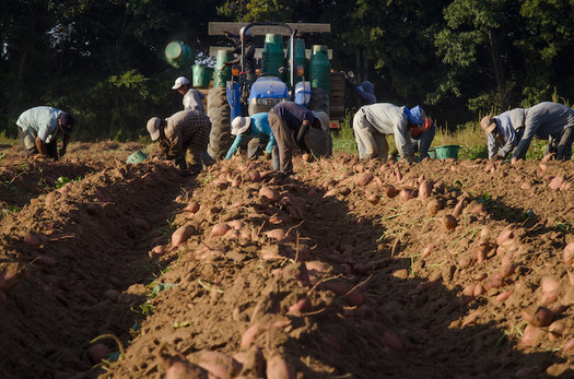Community health centers helped employers implement paid sick-leave policies after migrant workers became eligible under a state guidance. (USDA)