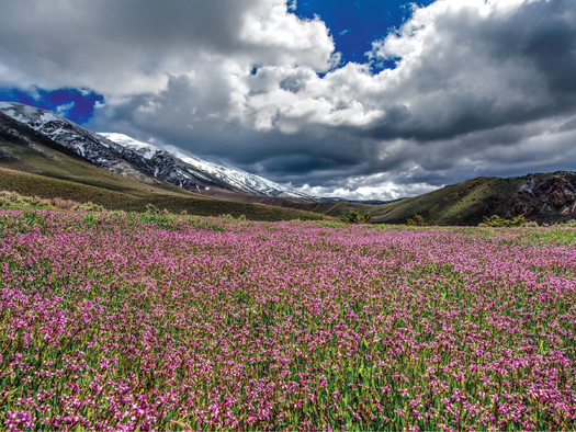 Wildflowers bloom in the valley of the Tobin Range Wilderness Study Area, which would become the Grandfathers' Wilderness after the bill is signed into law. (Kurt Kuznick)
