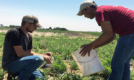 Penistaja soils are the state soil of New Mexico and cover more than 1 million acres. In Navajo, 