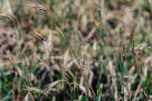 Rye is a popular cover crop in Indiana. (AdobeStock)