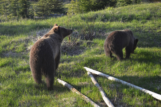 Grizzly bears were first protected by the Endangered Species Act in 1975. (Wikimedia Commons)
