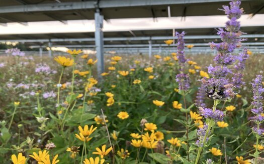 Pollinator-friendly plants, like these growing under a Minnesota solar array owned by Enel Green Power, are increasingly being used to restore bee habitats. (Fresh Energy)