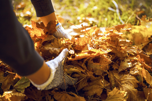 Allowing leaves to decompose naturally produces leaf mold, which improves soil structure and water retention. (maxbelchenko/Adobe Stock)