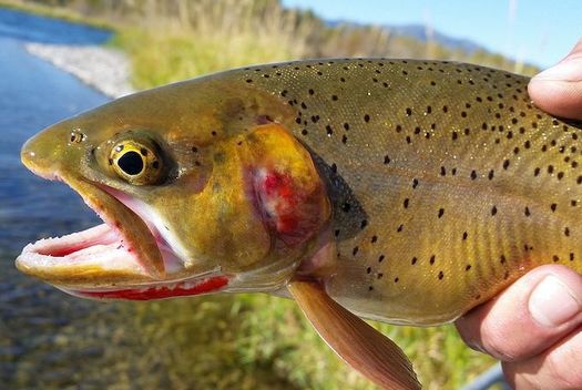 Fishing in Colorado generates more than $2 in economic output annually, and supports some 17,000 jobs. (Waldemarpaetz/Wikimedia Commons)