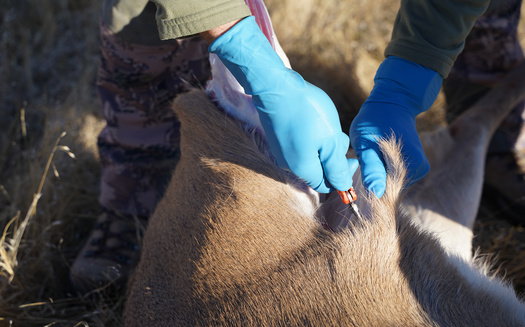Over the past four years, North Dakota hunters have donated more than 7,000 pounds of deer and other wild game meat to food shelves across the state. (Adobe Stock)