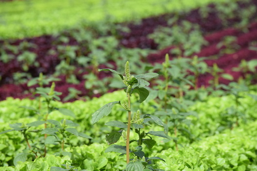 Pigweed siphons nutrients and sunlight away from soybean crops, and is resistant to most herbicides. (Adobe Stock)